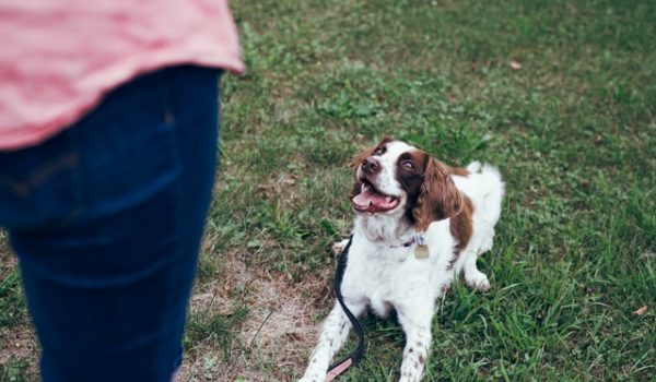 Should you try dog training?